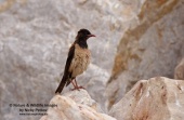 WildLife Photos of Birds, Crows, Starlings & others, Rose-colored Starling, Sturnus roseus